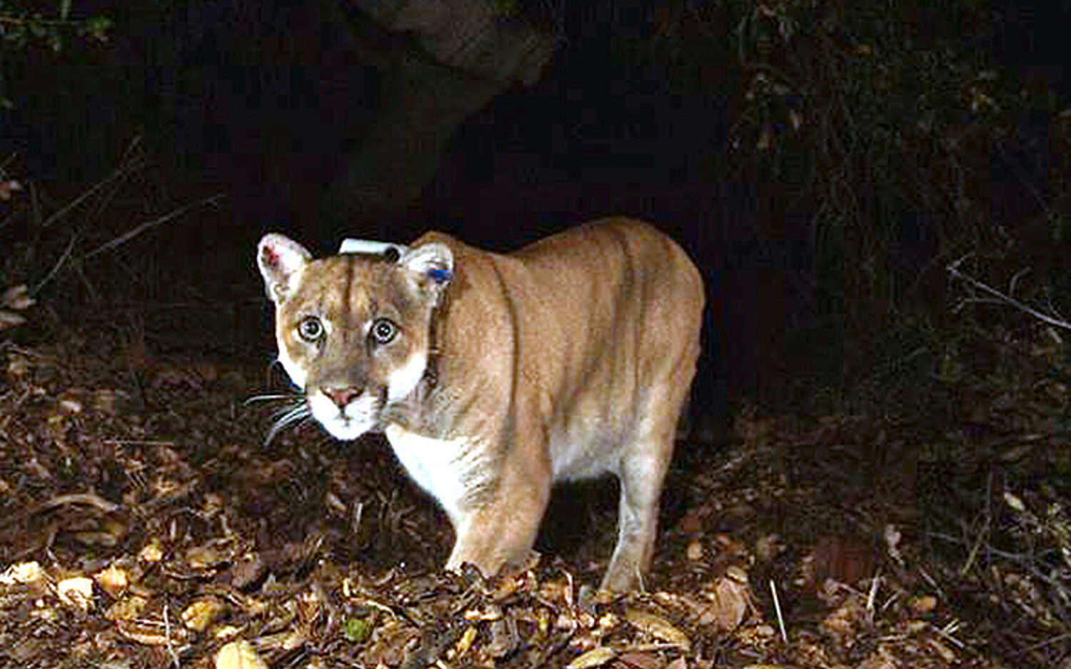 LA102 cougarcampout 750x512 0