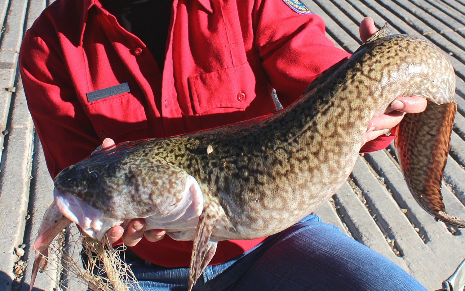 LA118 uglyfish