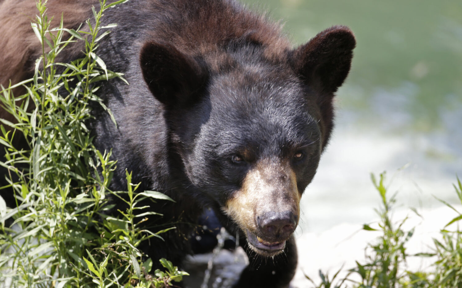 MERB108 bearhunt