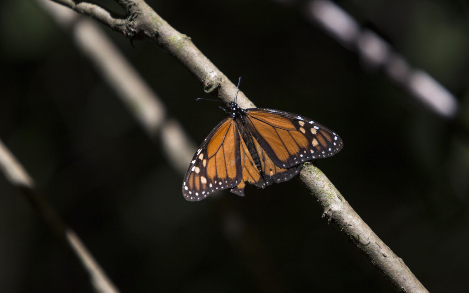 MXCP301 butterflyvacation