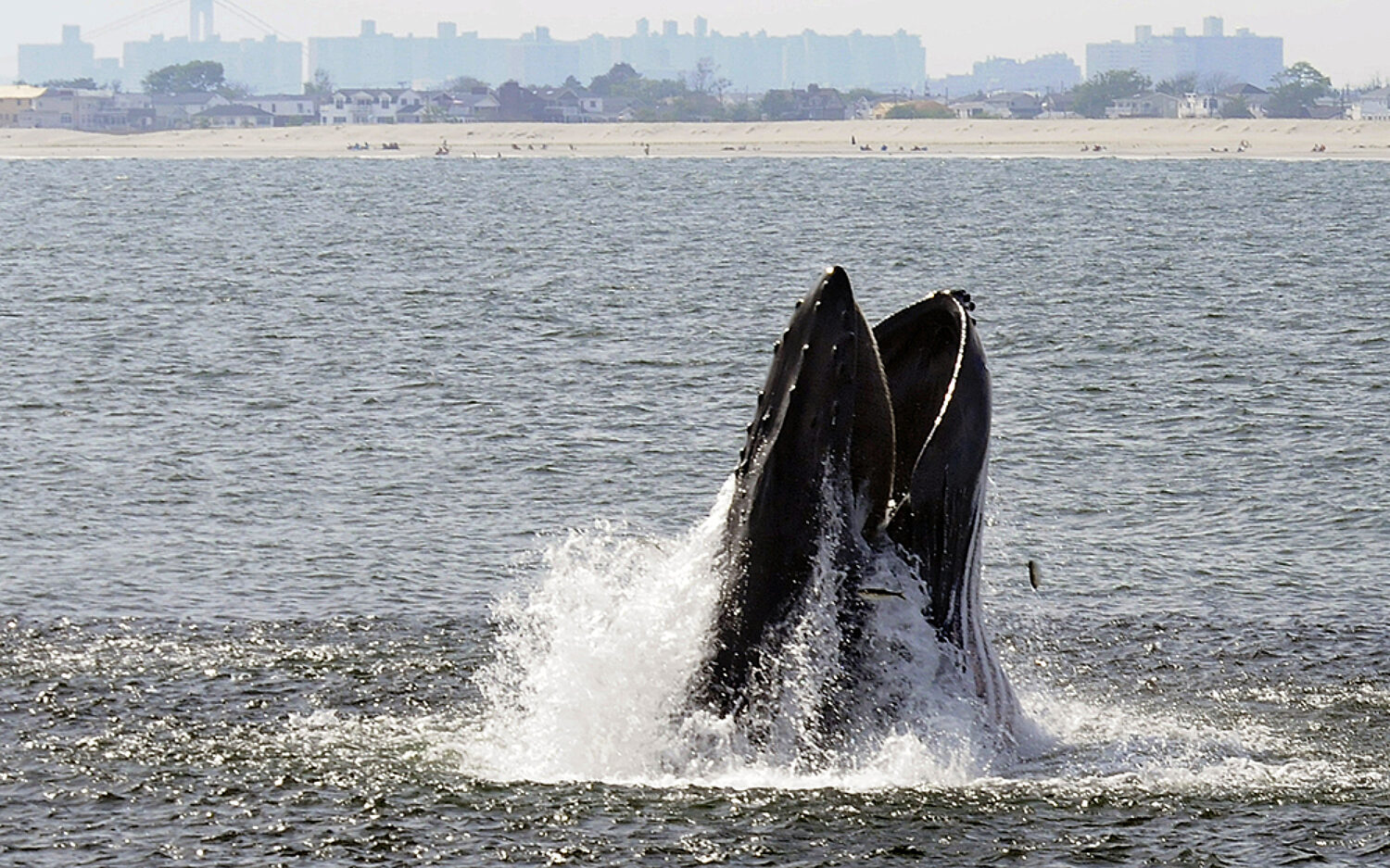 NYR301 nycwhales