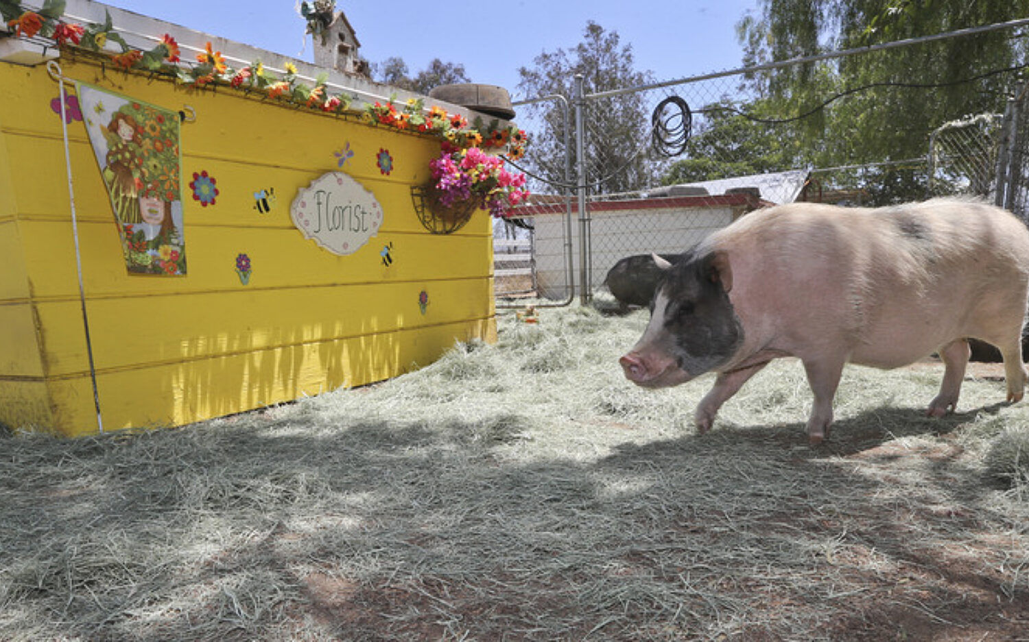 Pets Pigs20 In20 Peril Kolz 750x414
