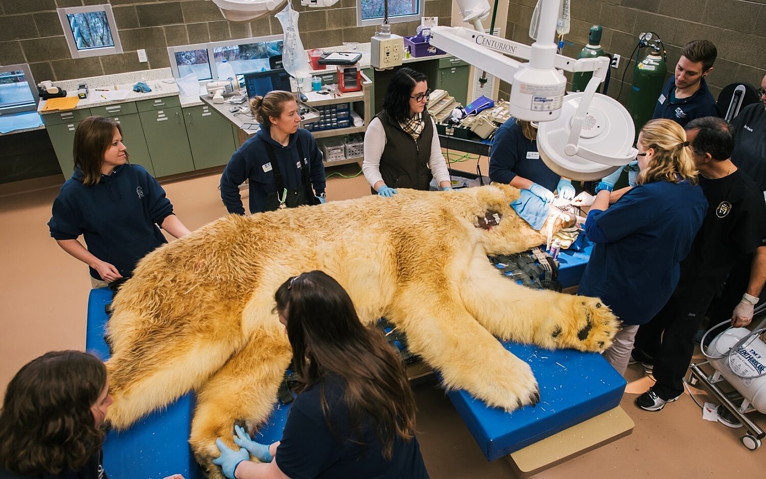 SE101 polarbeardentist