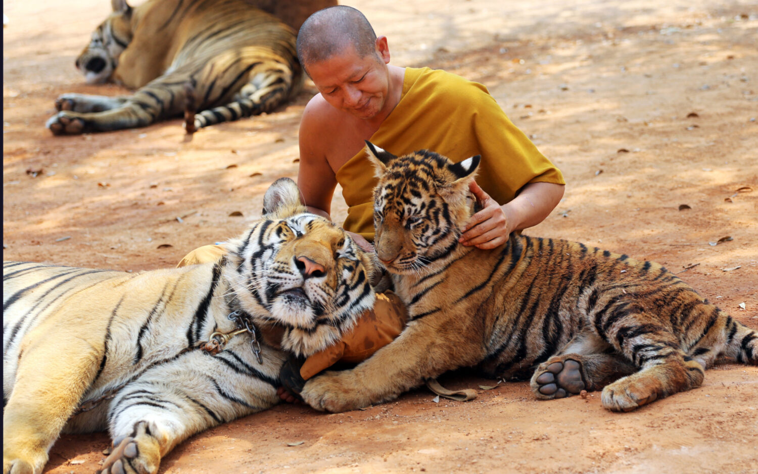 SL108 templetigers