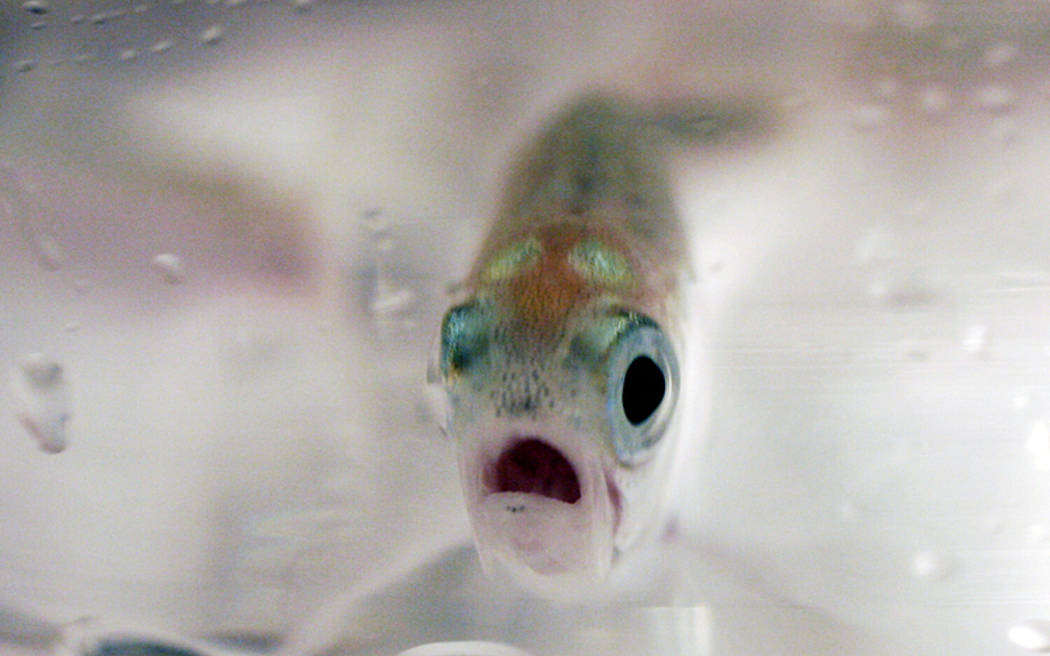 Sockeye20 Salmon Recove Kolz2028129 750x569