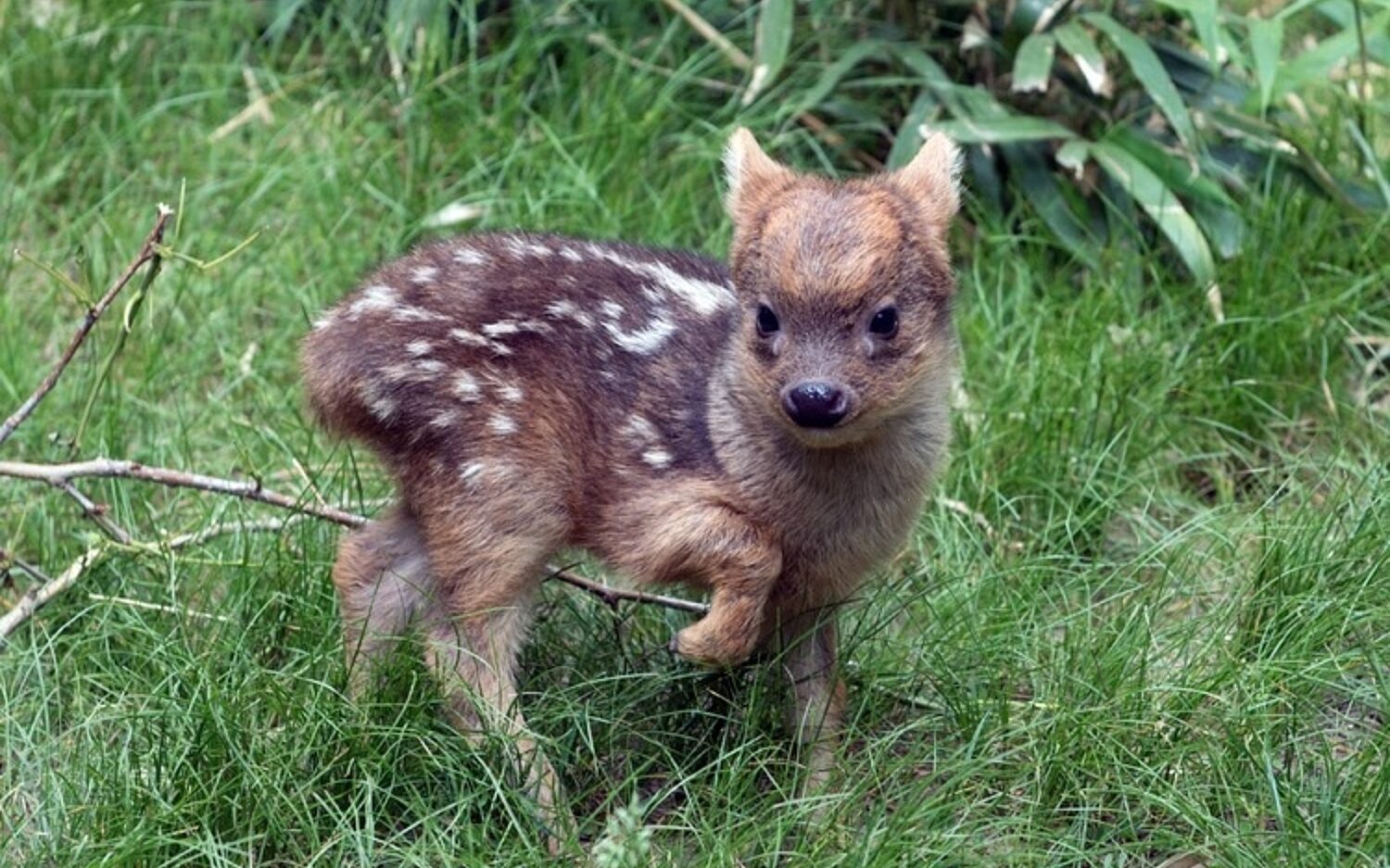 Tiny20 Baby20 Deer Kolz 750x551