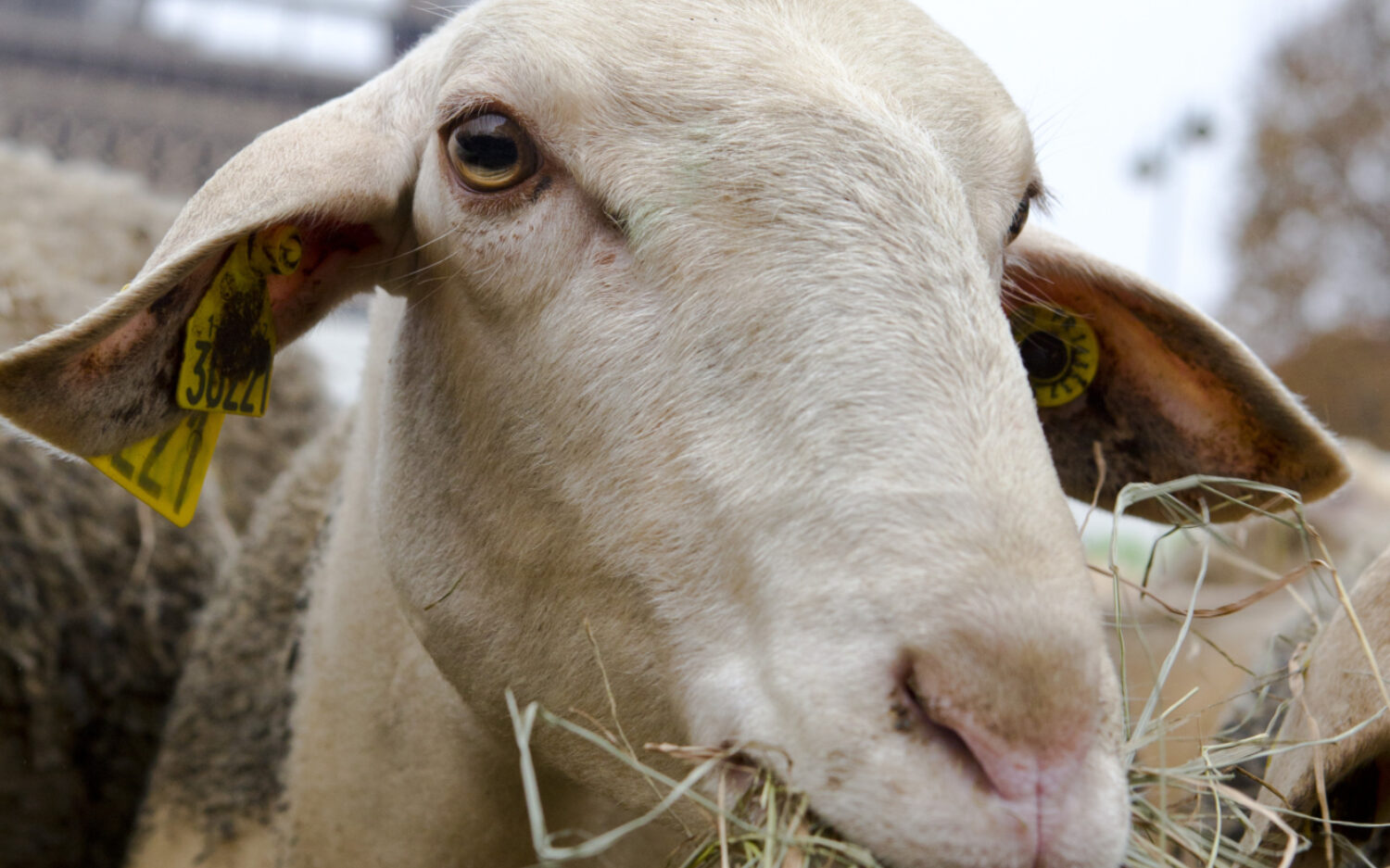 XJB105 parissheep