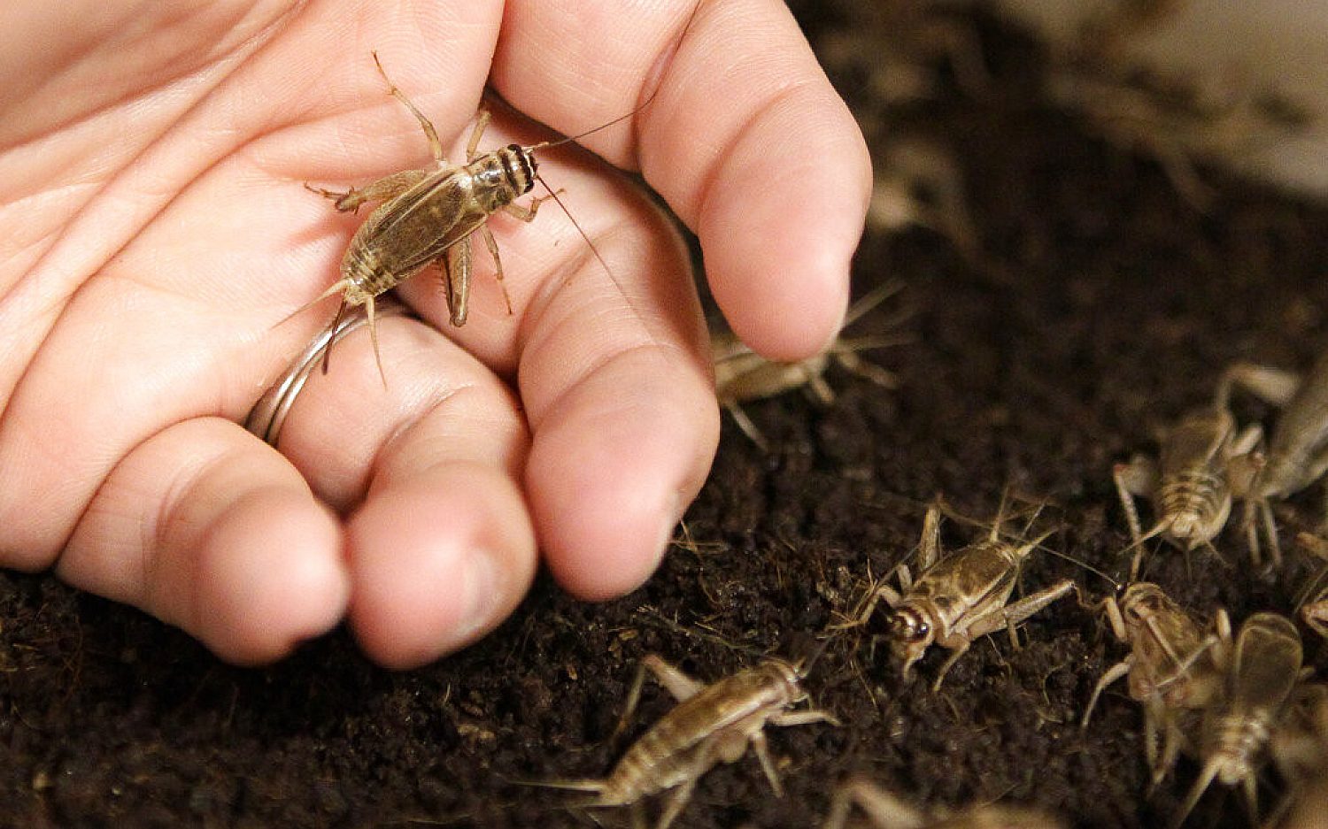 Crickets AP101116172368