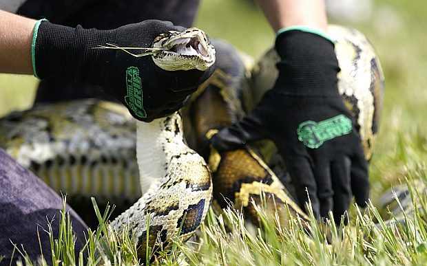 Robotic Bunny Python Robot Rabbit vs. Python | God's World News