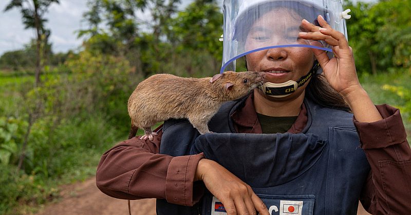 1-Cambodia-rats-AP.jpg?mtime=