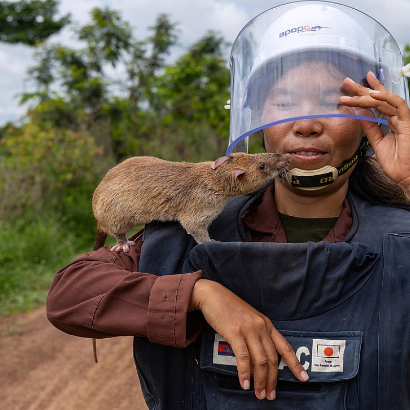 1 Cambodia rats AP