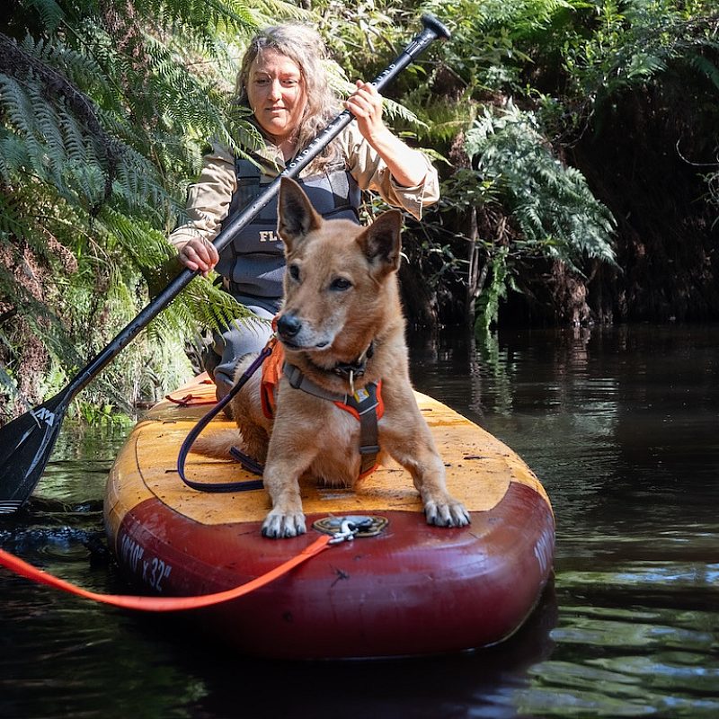 1 Detection Dogs Rick Hammond Zoos Victoria