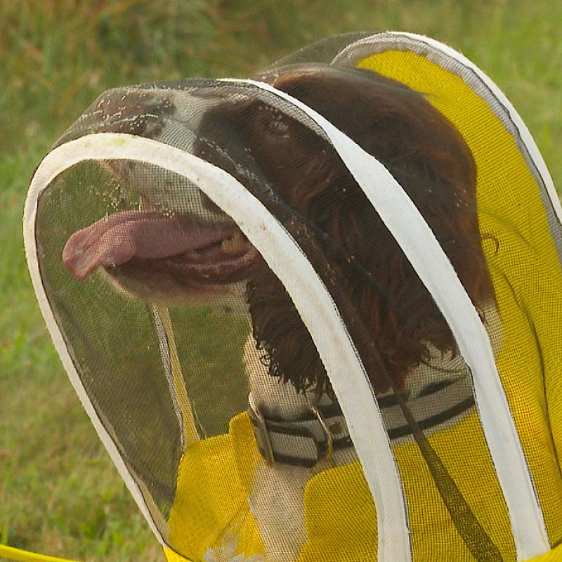 1 Dog and bees AP
