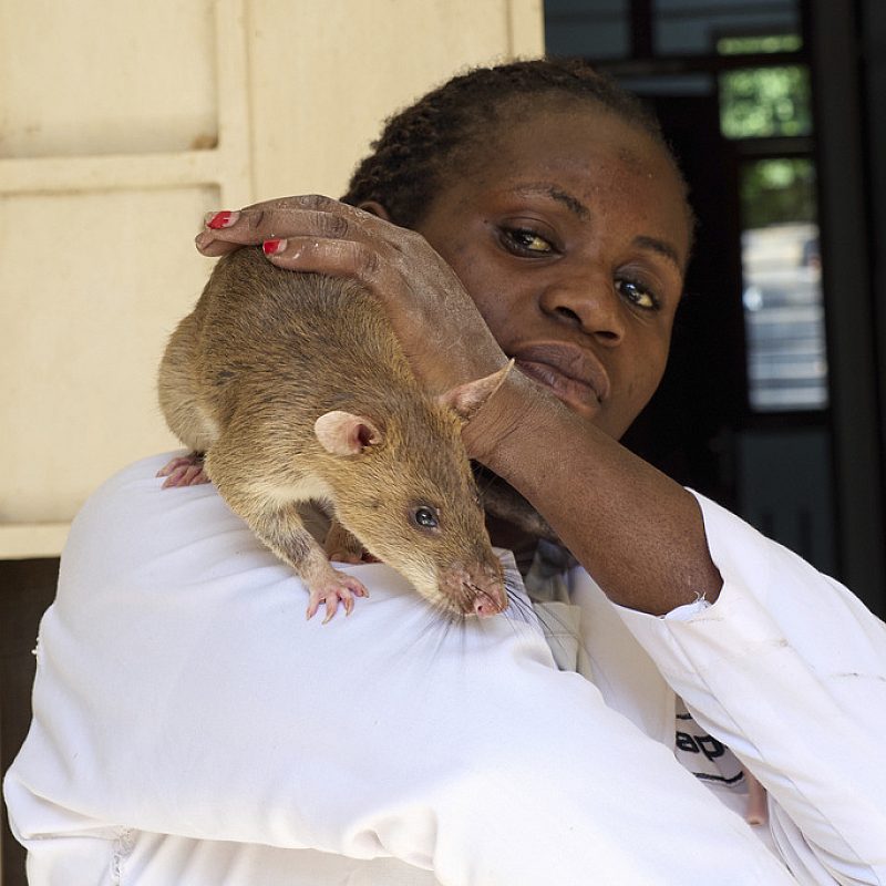 1 Tanzania rats AP
