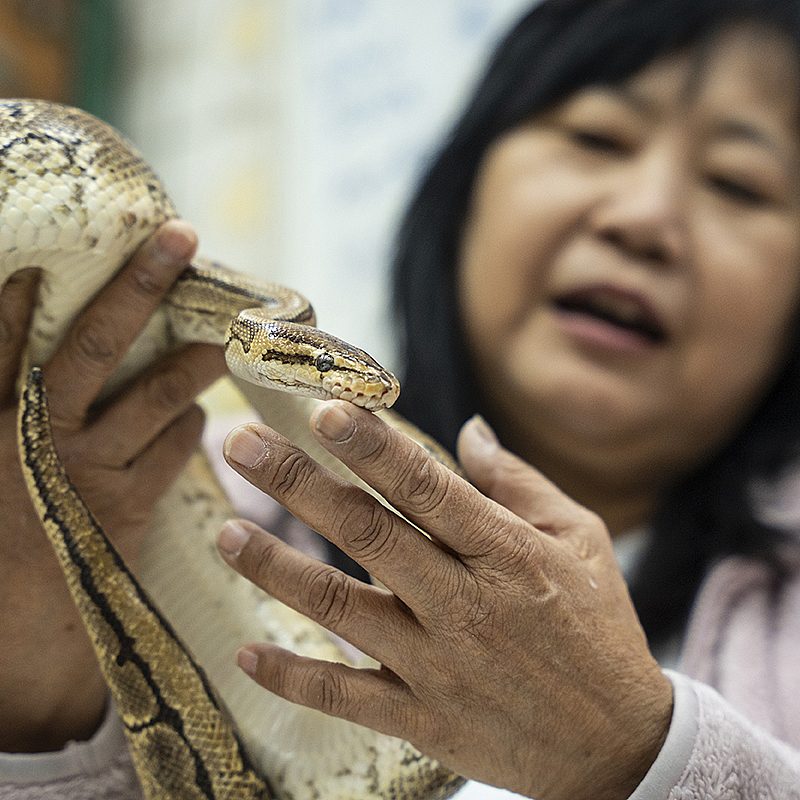 1 snake soup k