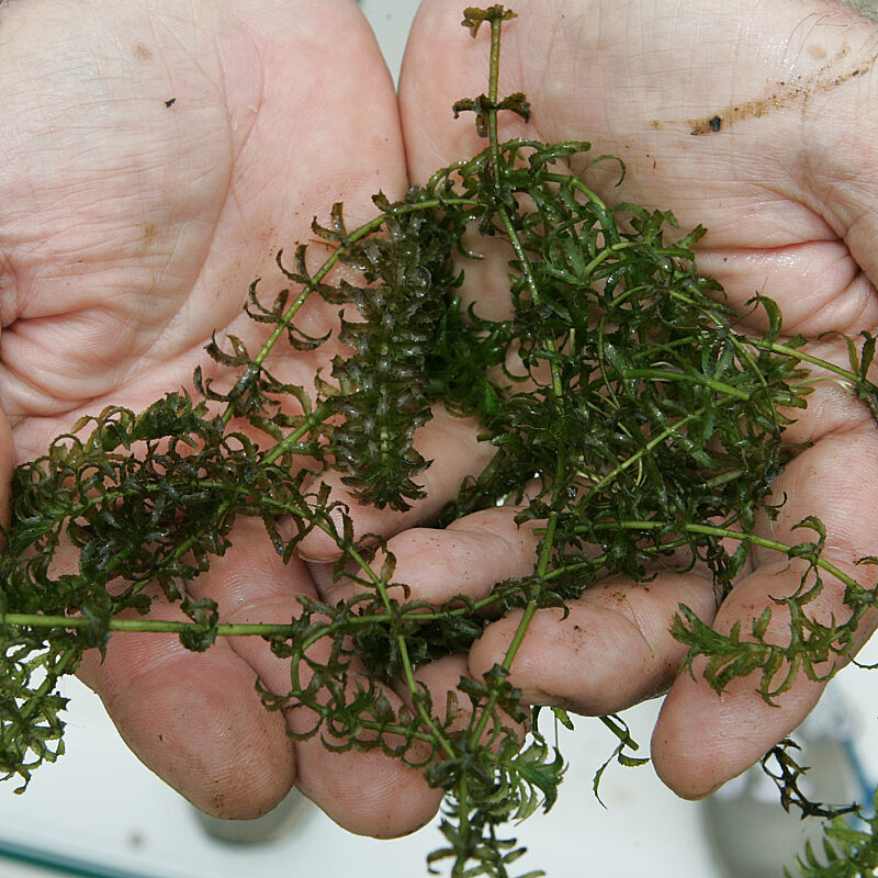 120 Hydrilla20hands