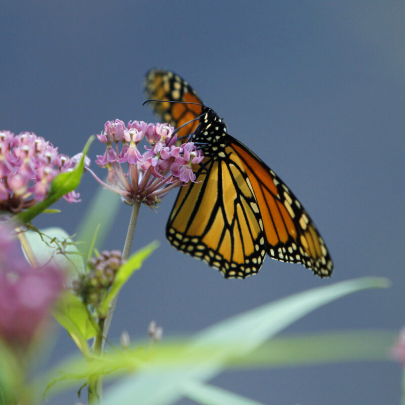 120 Monarch20 Milkweed20 Flower