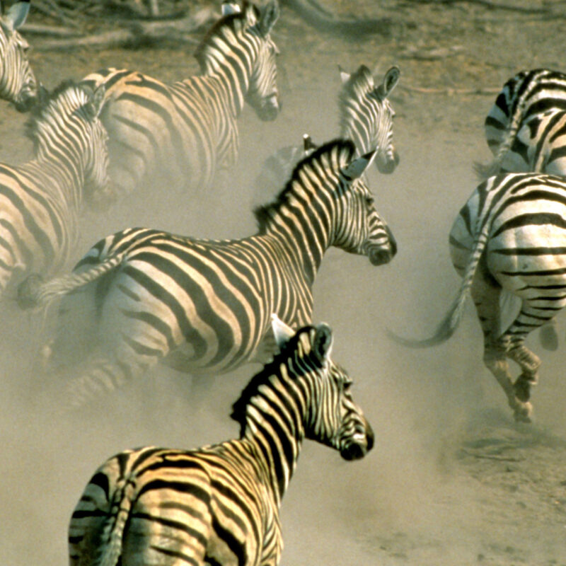120 Namibia20 Zebra