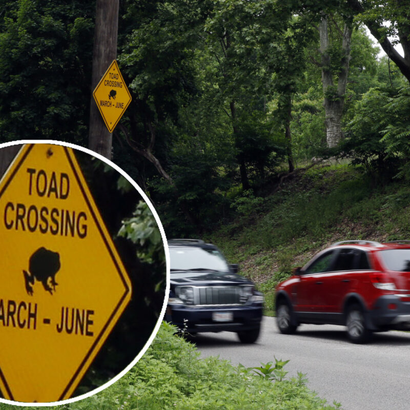 120 Toad20 Crossing