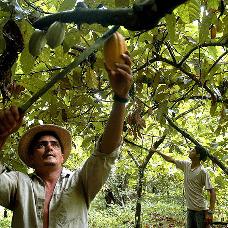1 Cocoa Tree
