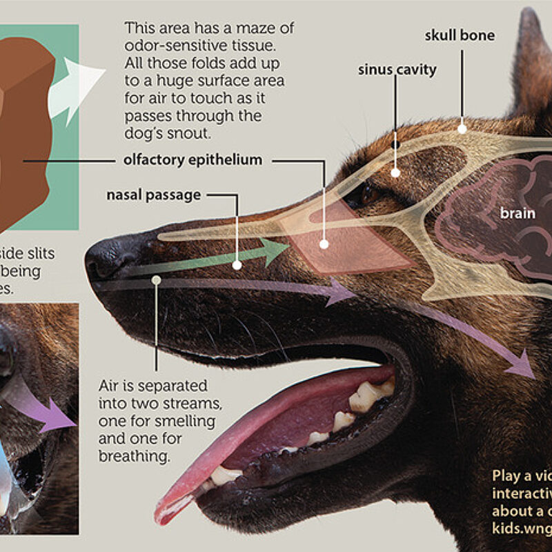 1 Dog Nose 750x465