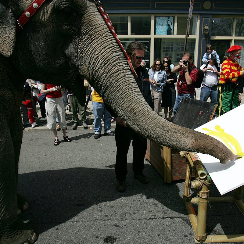 1 Elephant paints AP