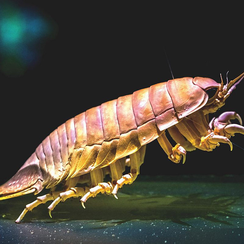 1 Isopod Getty Images 486558206 k