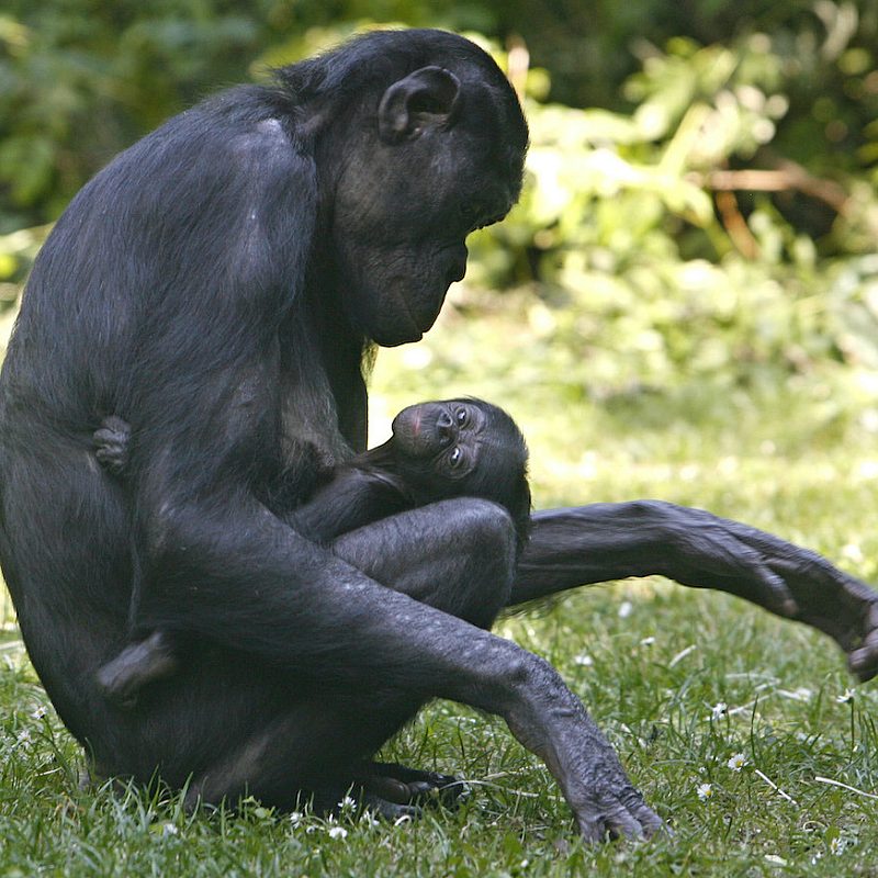 1 Smartest creatures AP