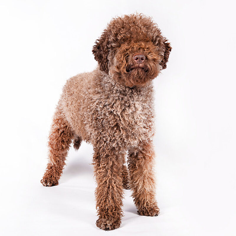 1 Truffle Breed 750x500