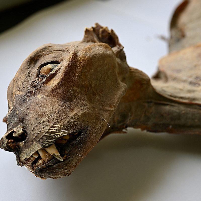 1 cheetah mummies AP k