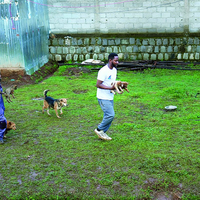 1 dogs and more AP