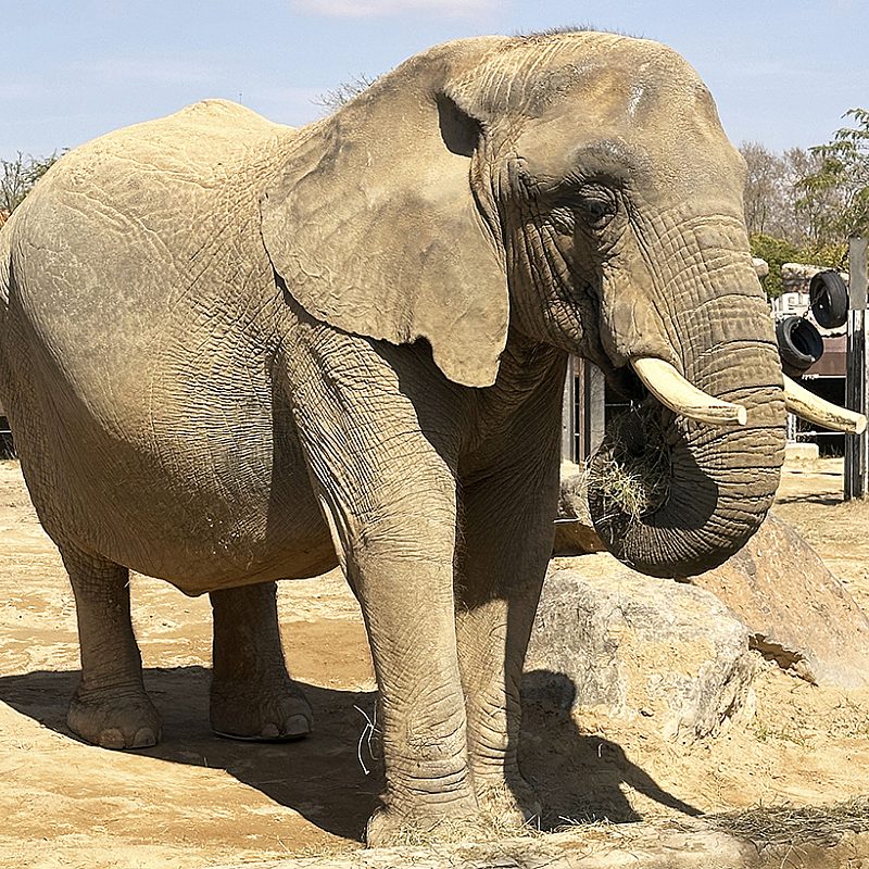 1 elderlyelephants AP