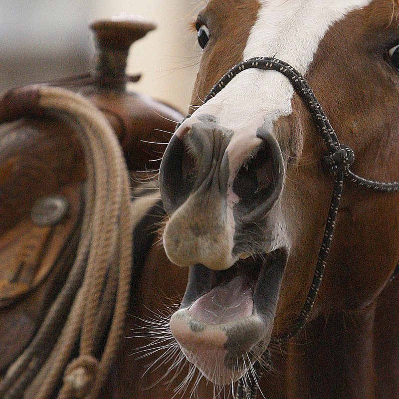 1 horse neigh AP k