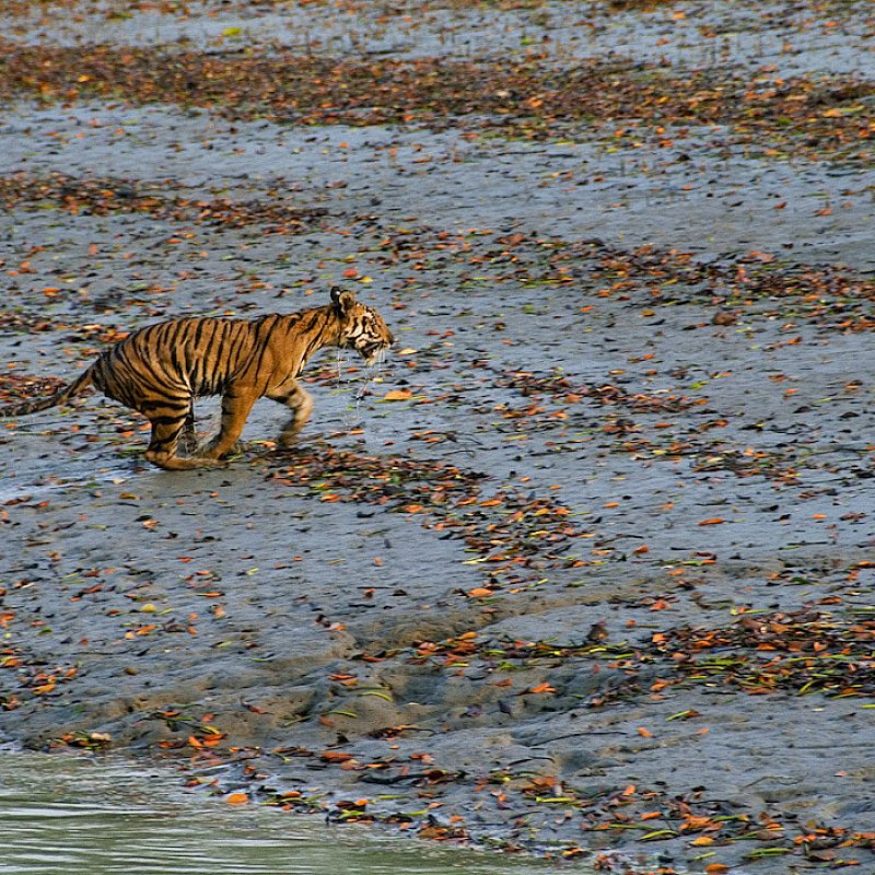 1 indiatigers AP