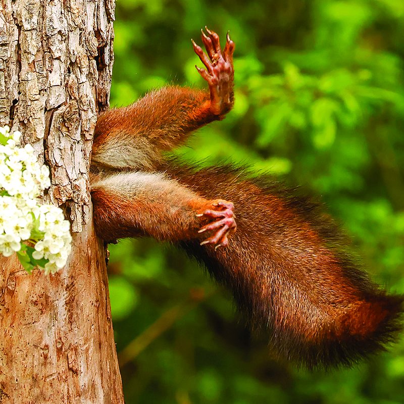 1 nature photo Milko Marchetti Stuck Squirrel