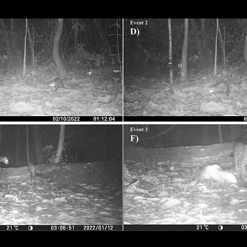 1 ocelot and opossum credit Ettore Camerlenghi Isabel Damas Moreira and Angelo Piga Bosques Amazónicos BAM San Diego Zoo Wildlife Alliance Nadine Holmes