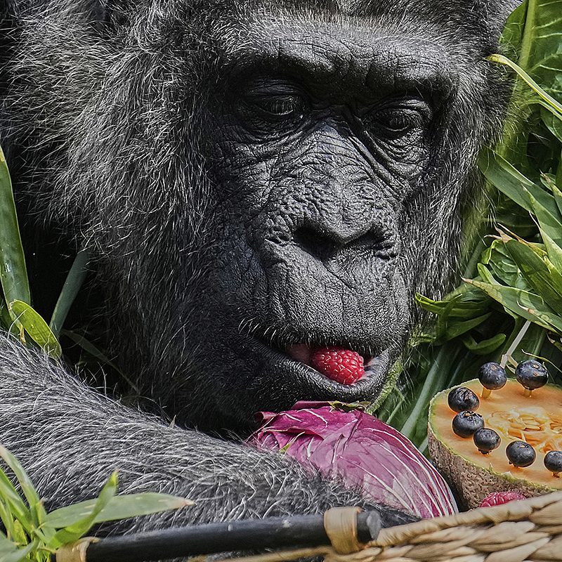 1 oldest gorilla AP