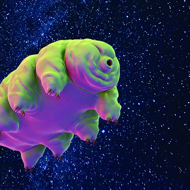 1 tardigradetough Getty Images