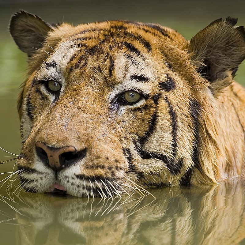 1 tigertypes AP