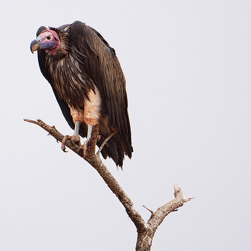 1 vultures 123 RF2 k