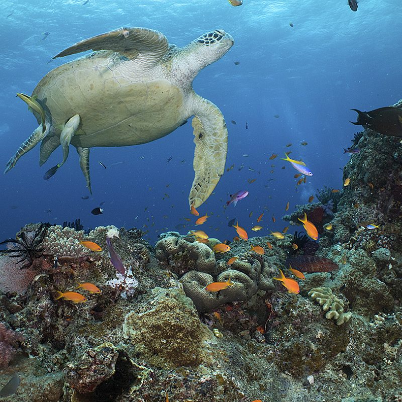 Reef Rangers Go, Reef Rangers! | God's World News
