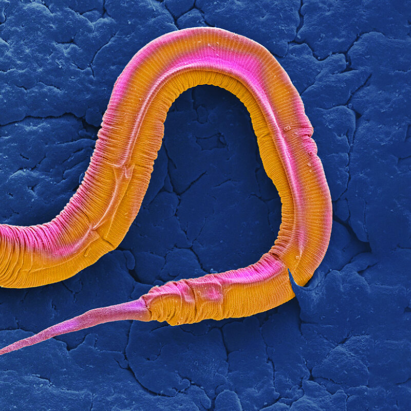 Up, Up, and Away, Worms! God's World News