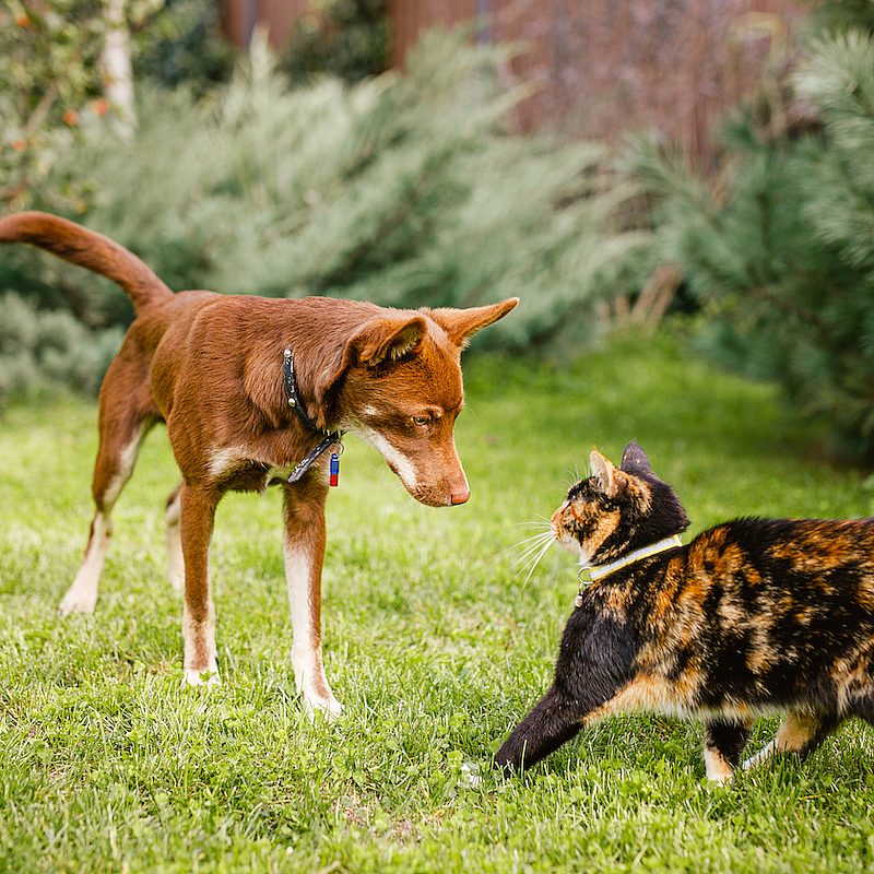 1 australian kelpie puppy with cat Envato