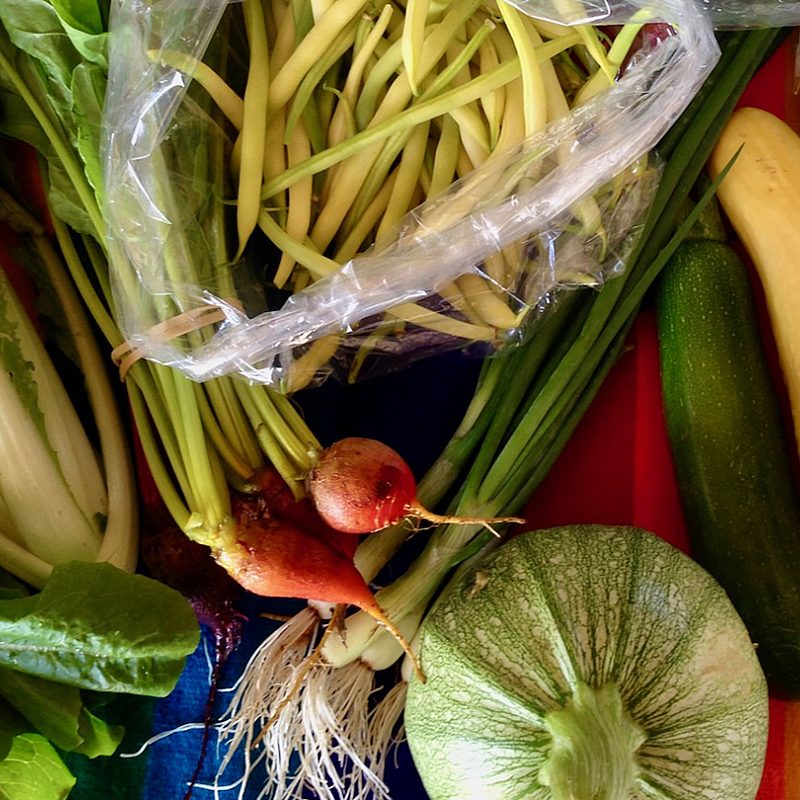 1 farm skills cred Bear Butte Gardens