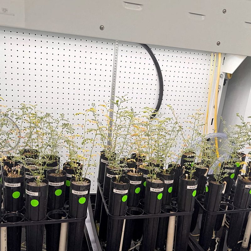 1 Lunar chickpeas Reuters k