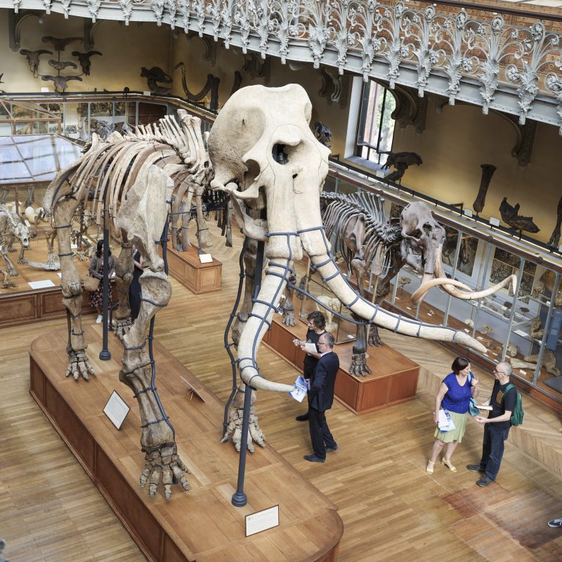 A Mammoth Surprise God's World News