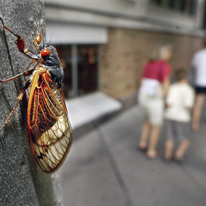 What in the World Is an Arthropod? | God's World News