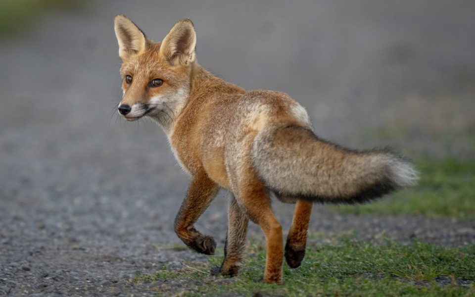 Fox Fact File | God's World News