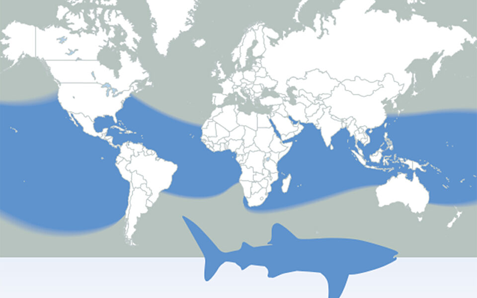 How Do Whale Sharks Eat? | God's World News