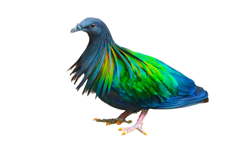 Let’s Dodo It Again | God's World News